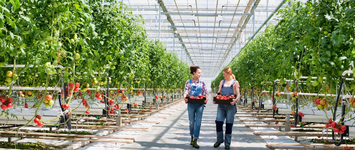 A blond woman on the right and a dark-haired woman on the left carry bushels of tomatoes in a large greenhouse with tomato plants.