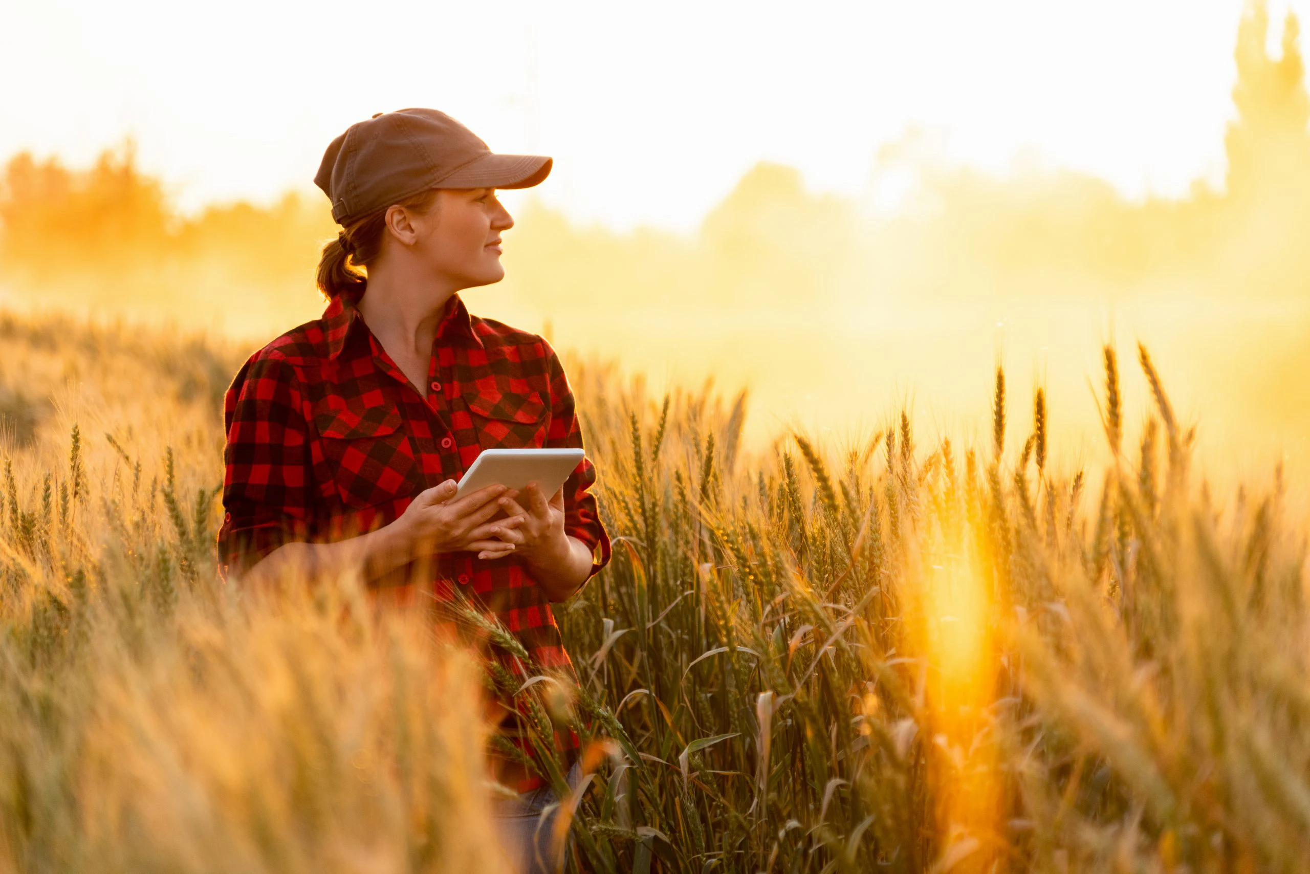 A woman wearing a baseball cap and a red plaid shirt stands in a wheat field among a sunset, holding a tablet.
